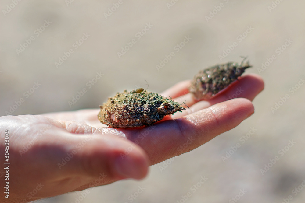 beach combing beach combing