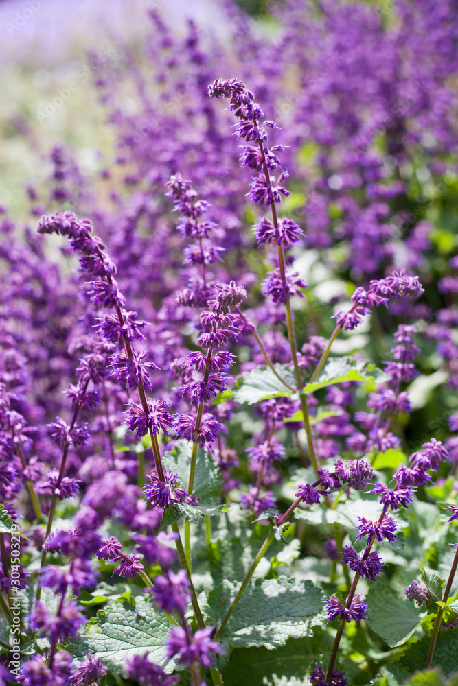 Salvia verticillata - purple flowers in the medicinal and herbal garden. Salvia verticillata - purple flowers in the medicinal and herbal garden.