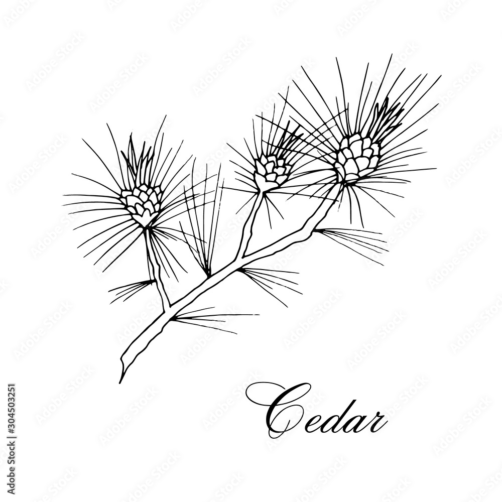 Vector hand-drawn branch of cedar isolated on white background