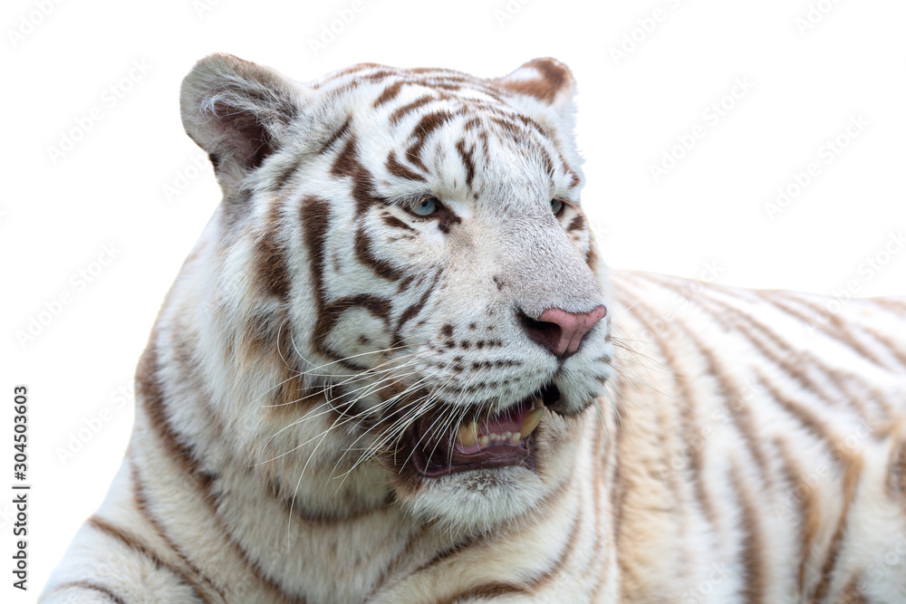 Fototapeta premium White or bleached tiger isolated on white background. Bengal tiger.