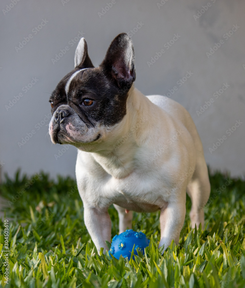 Cute looking black and white french bulldog dog playing around in garden. Close up and isolated portraits.