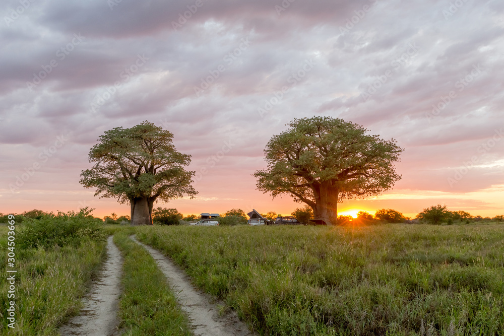 Sunrise at Baines Baobabs in Nxai Pan National Park Botswana Sunrise at Baines Baobabs in Nxai Pan National Park Botswana