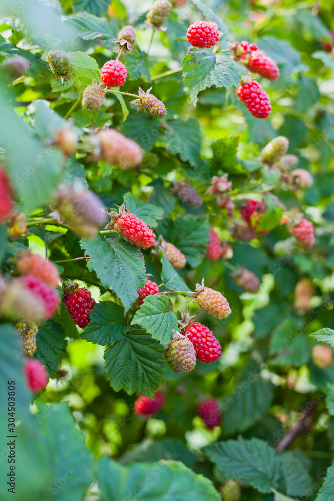 The loganberry is a delicious fruit , hybrid of raspberry and blackberry.