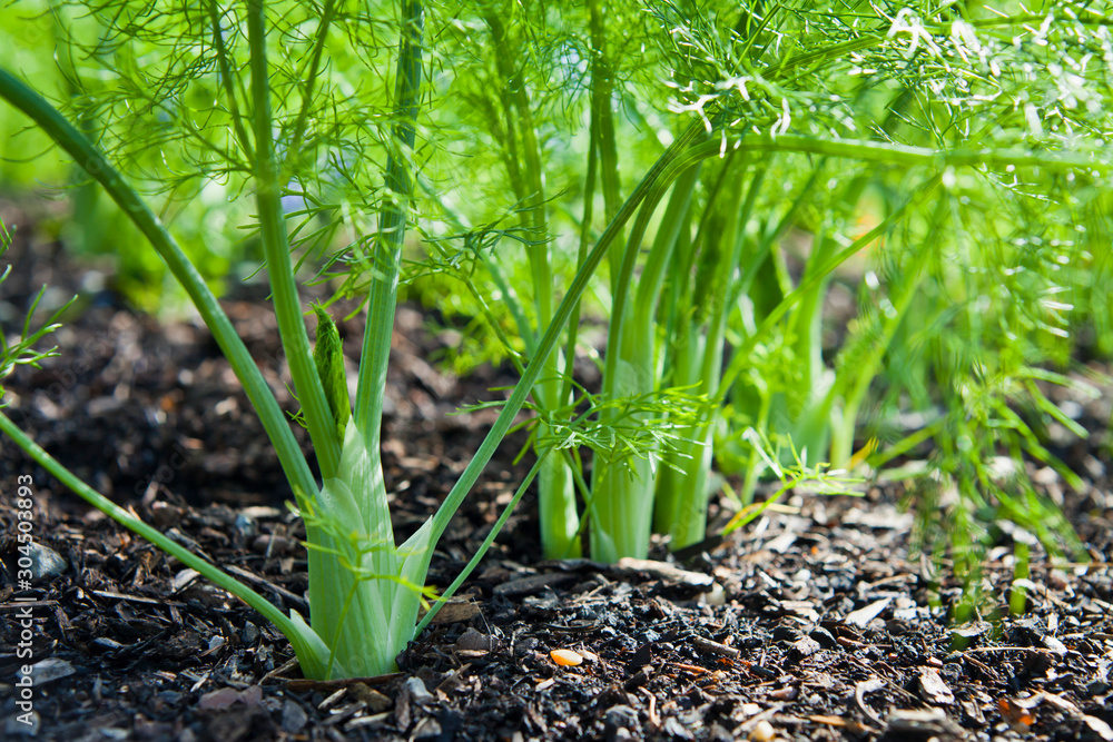 Obraz premium Green fresh fennel vegetable in the garden.