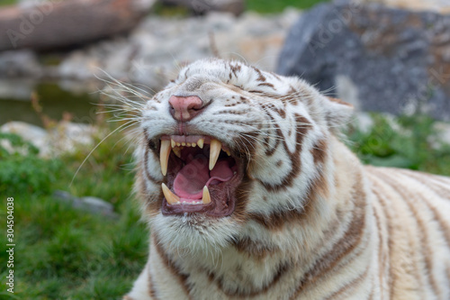 Fototapeta Naklejka Na Ścianę i Meble -  Angry white or bleached tiger roaring and showing fangs in open mouth - angry tiger roar. Angry Bengal tiger.