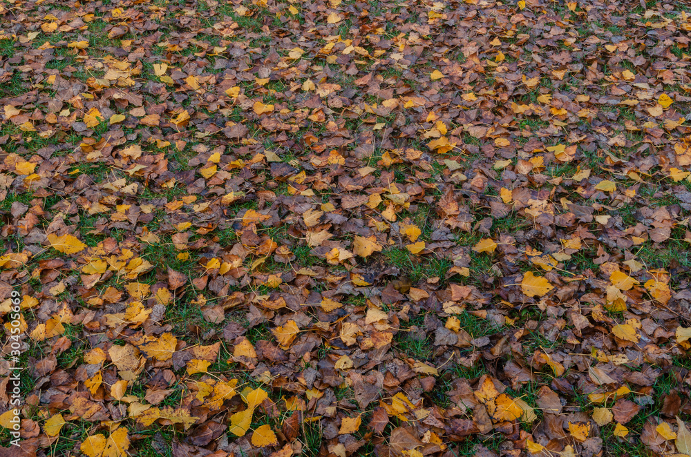 Autumn background, yellow dry fallen leaves in the meadow