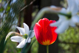 Red tulip and two white blurry narcissus, shading it. Early spring.
