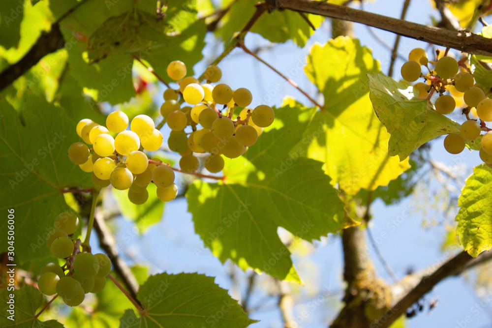 Fototapeta premium Summer soft background with green grape leaves, blue sky and slightly blurred grape berries.