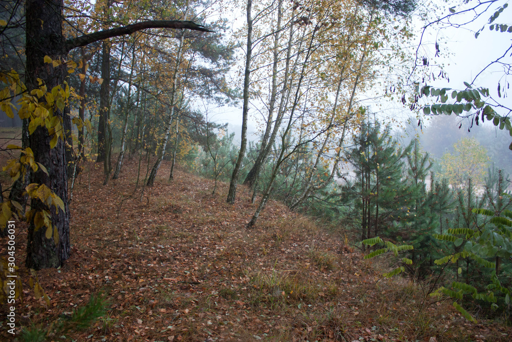 Obraz premium A misty morning in the autumn forest.