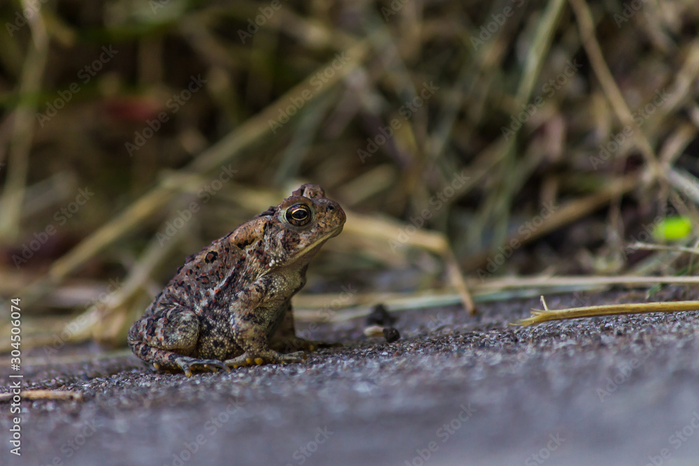 small brown toad in grass small brown toad in grass
