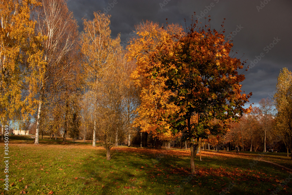 Fototapeta premium Ostatnie dni złotej jesieni. Park, drzewa latające wokół żółte, pomarańczowe, czerwone liście. Trawa pokryta jest opadłymi liśćmi. Oddzielnie stojący klon w złotym stroju.