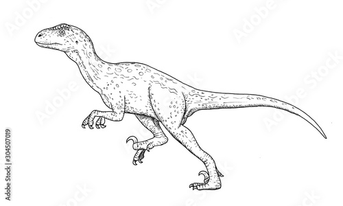 Drawing of dinosaur - hand sketch of Deinonychus  black and white illustration