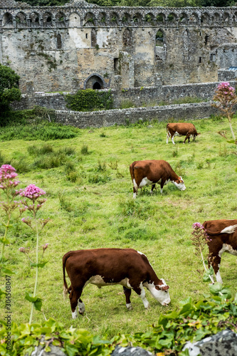 High angle view of herd of cows grazing near ruins of Bishops Palace photo