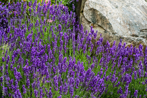 High angle view of purple lavender growing on rocky ground photo