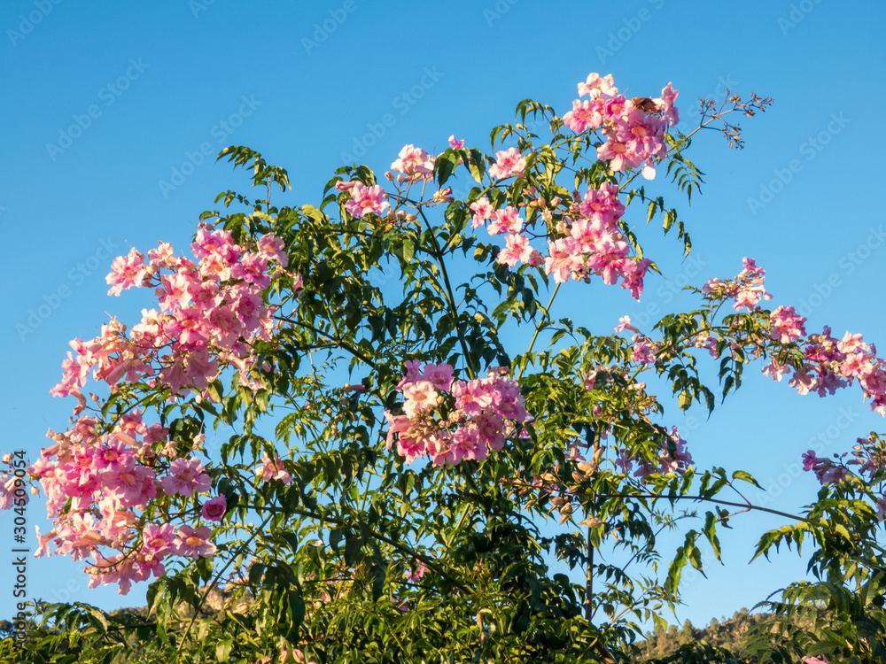 Pandorea jasminoides ( Ricasoliana) pink in full flower on blue sky background, Spain