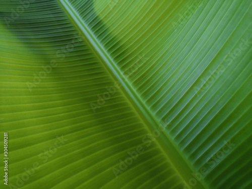 Banana leaves green    background   