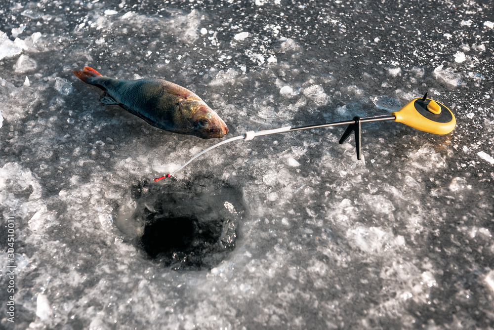 Fototapeta premium Perch fish on ice.