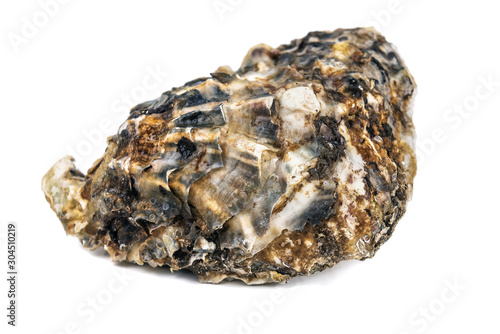raw closed oyster on white