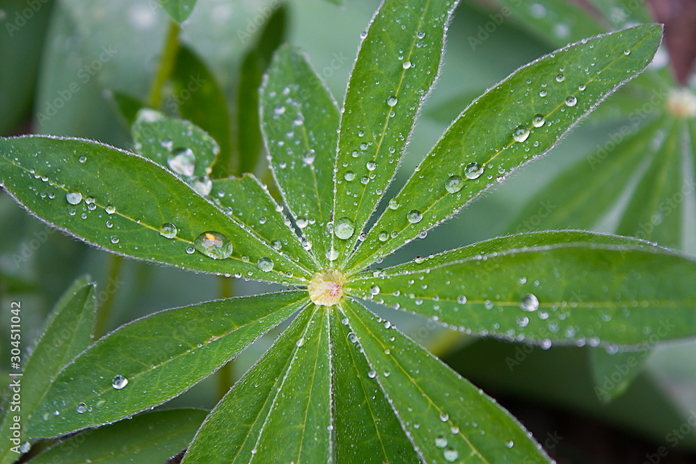 Lupinen Blätter nach dem Regen fotografiert mit feine Regentropfen. Lupinen Blätter nach dem Regen fotografiert mit feine Regentropfen.