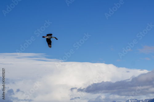 Albatros de ushuaia © Pedro