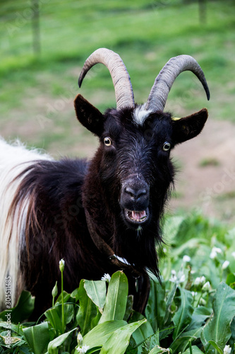 Close up view of black billy goat