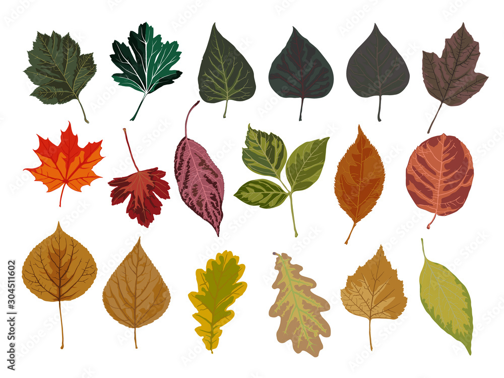 Fototapeta premium set of autumn leaves