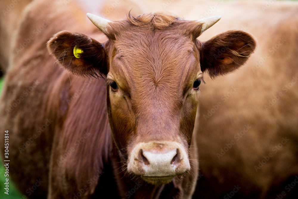 Brown cow standing on farm looking at camera Brown cow standing on farm looking at camera