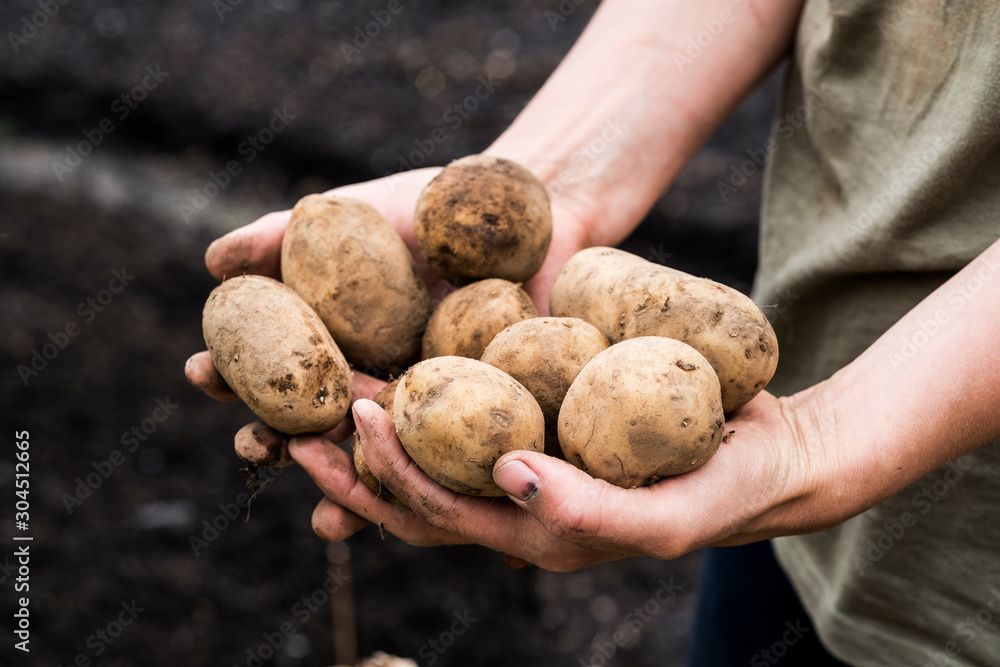 Close up of person holding potatoes Close up of person holding potatoes