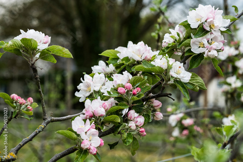 Close up view of pale pink blossoms on branches in spring