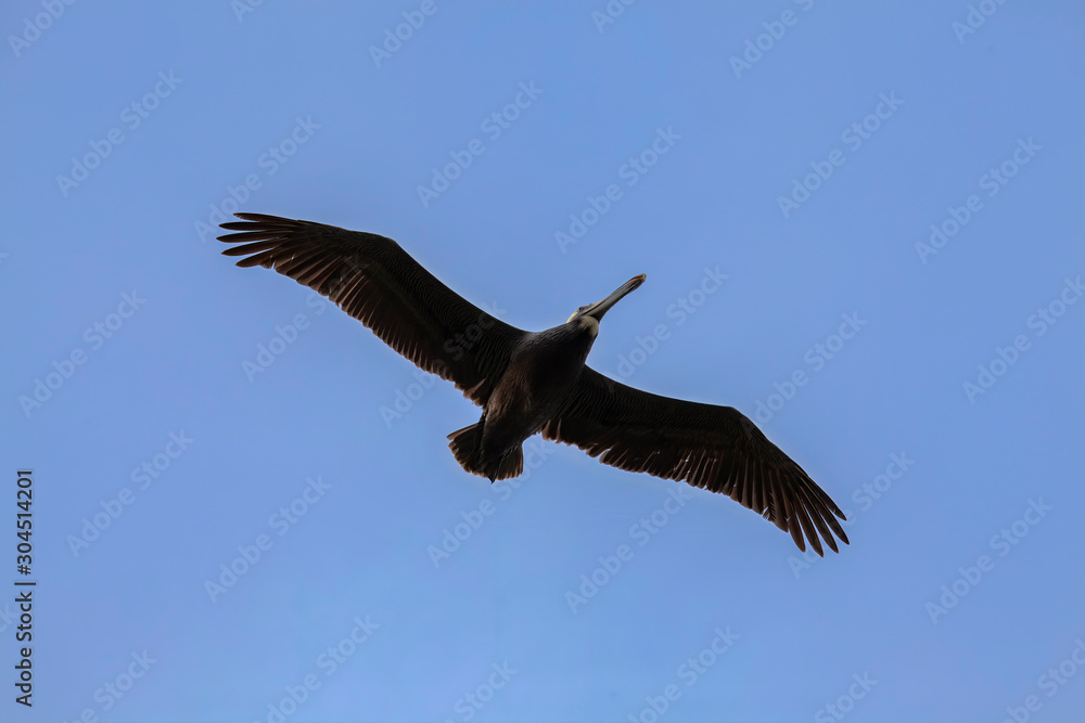Obraz premium Brown Pelican (Pelecanus occidentalis) in Flight, Florida, USA
