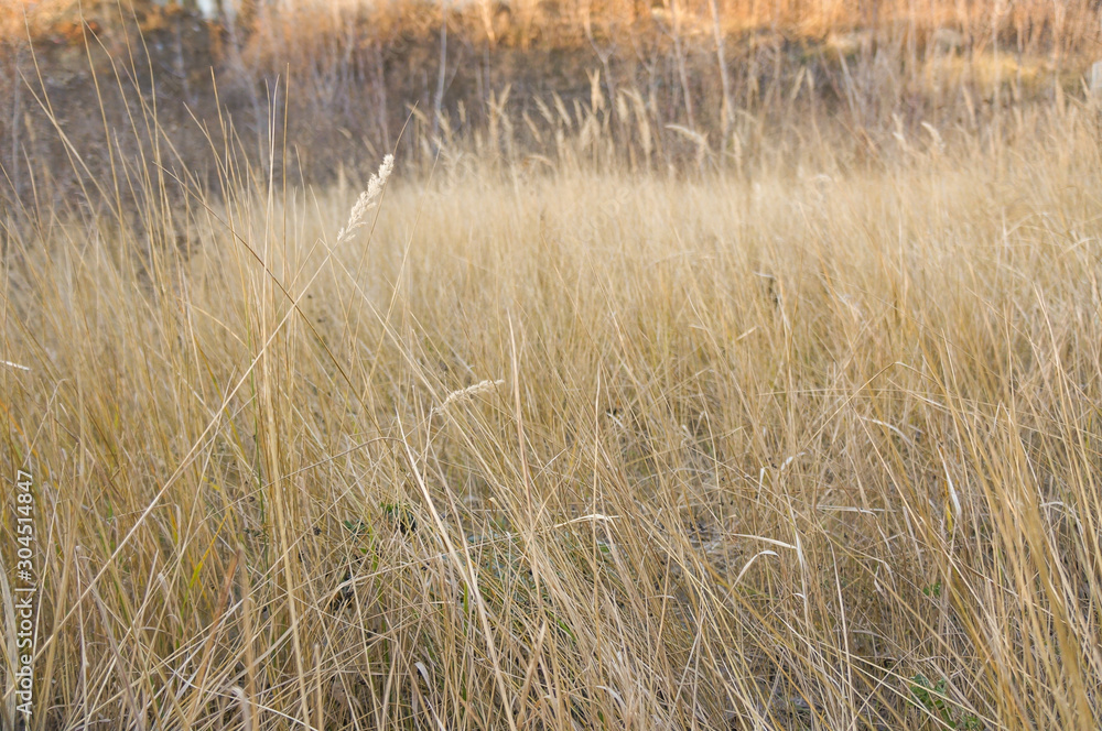 Tall grass in the sunlight as the background Tall grass in the sunlight as the background