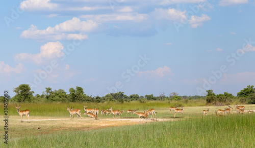 Red lechwe in the Okavango Delta