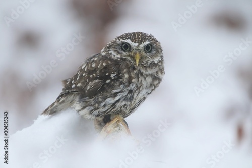 little owl in snow, little owl in winter, little owl in winter forest. Athene noctua. Wildlife scene from nature. Owl in the nature habitat.