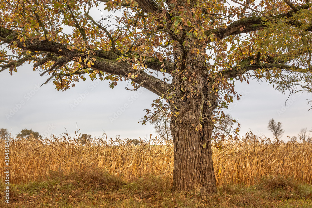 A white oak trunk and branches in autumn in front of a corn field.