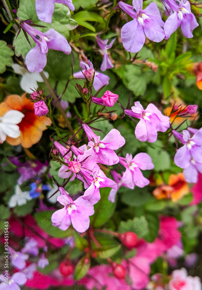 Lobelia ernius and other summer bedding flowers. Close up of the vibrant pink flowers mixed with other colourful annuals and green leaves. Close up and vertical. Lobelia ernius and other summer bedding flowers. Close up of the vibrant pink flowers mixed with other colourful annuals and green leaves. Close up and vertical.