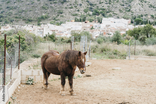 portrait of a horse in the desert