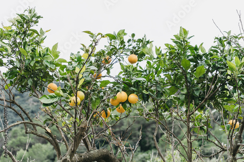 ripe oranges on the tree