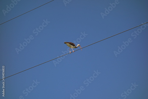 Egret bird balancing on wire blue sky  © Jeffrey