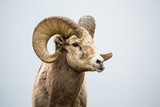 Male bighorn sheep ram chewing with jaw sideways grinding his food.