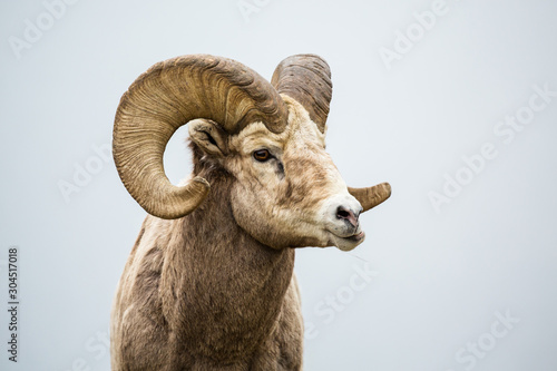 Male bighorn sheep ram chewing with jaw sideways grinding his food. photo
