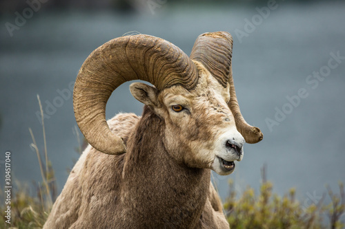 Large ram bighorn sheep mountain goat laying in the grass with mouth open on gray background.