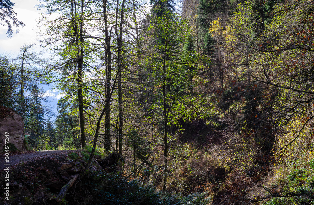 Obraz premium trees in forest