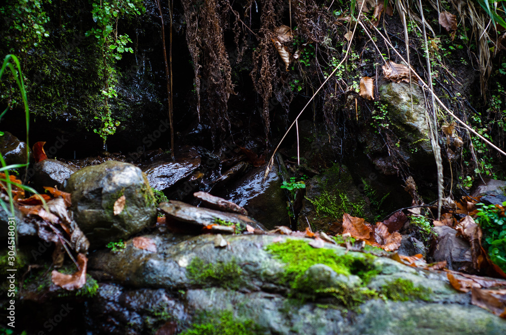 Obraz premium stream in forest
