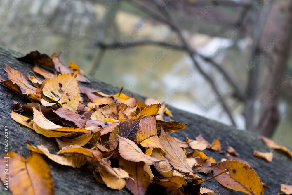 dry autumn leaves piled up on a concrete wall and in the background branches and a river dry autumn leaves piled up on a concrete wall and in the background branches and a river