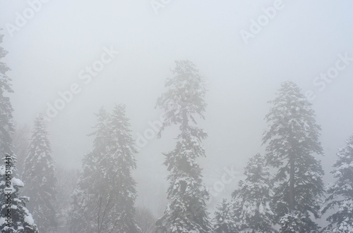 snow covered trees