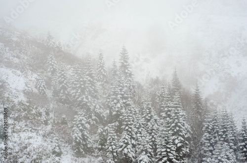 snow covered trees © Анастасия Кашенко