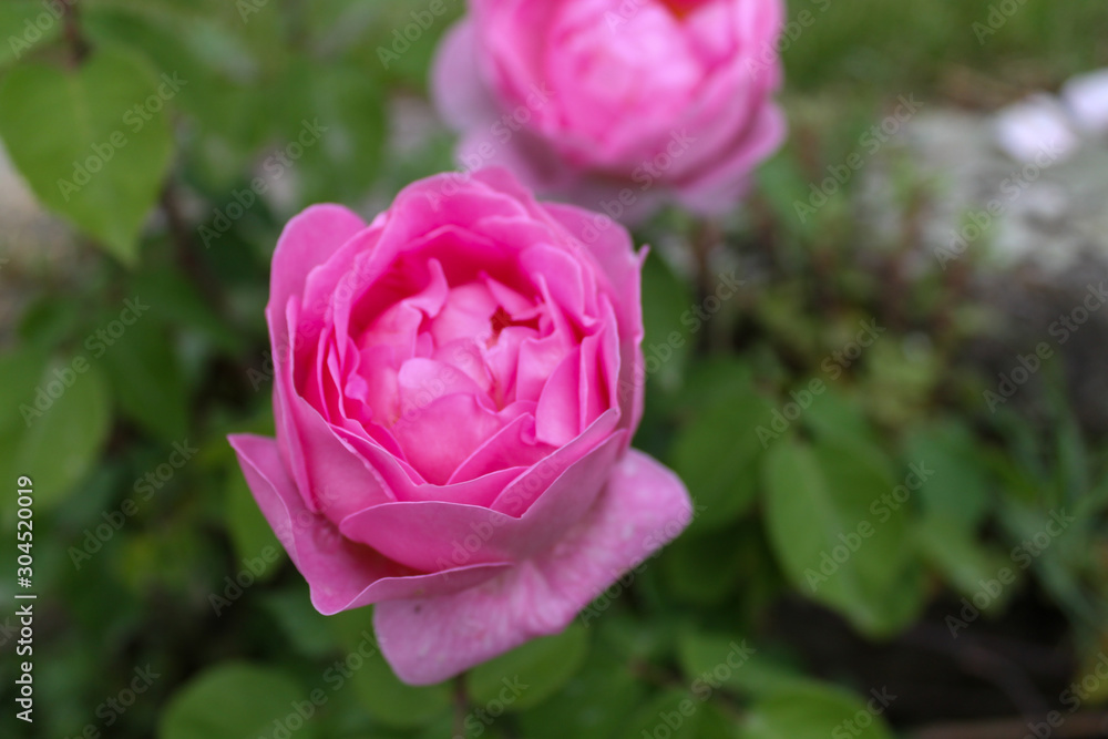 Beautiful pink roses bush in the garden surrounded by many green leaves