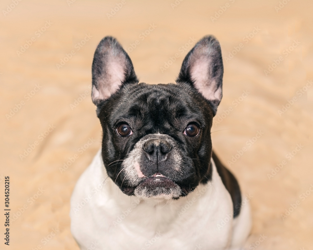 portrait of a dog of the breed French Bulldog, black and white, closely monitors eyes to eyes