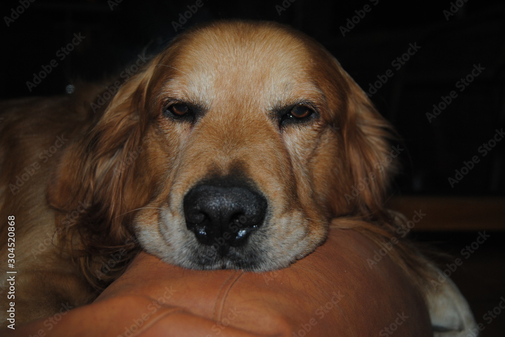 Golden retriever con la mirada fija Golden retriever con la mirada fija