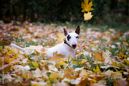 white bullterrier breed dog with a black spot on autumn leaves